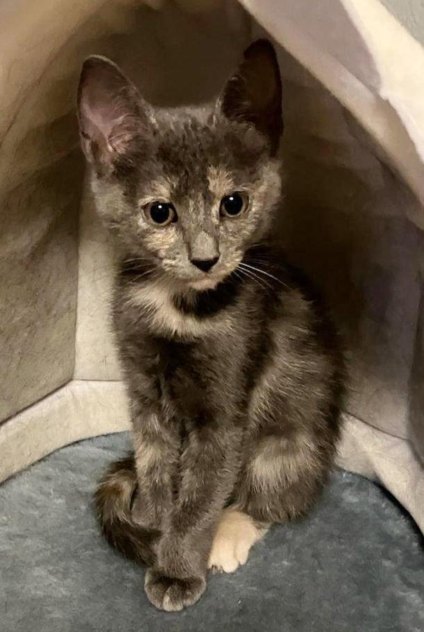 Enlarge Brooke, a Adoptable Dilute Tortoiseshell in Houston, TX image 2/3