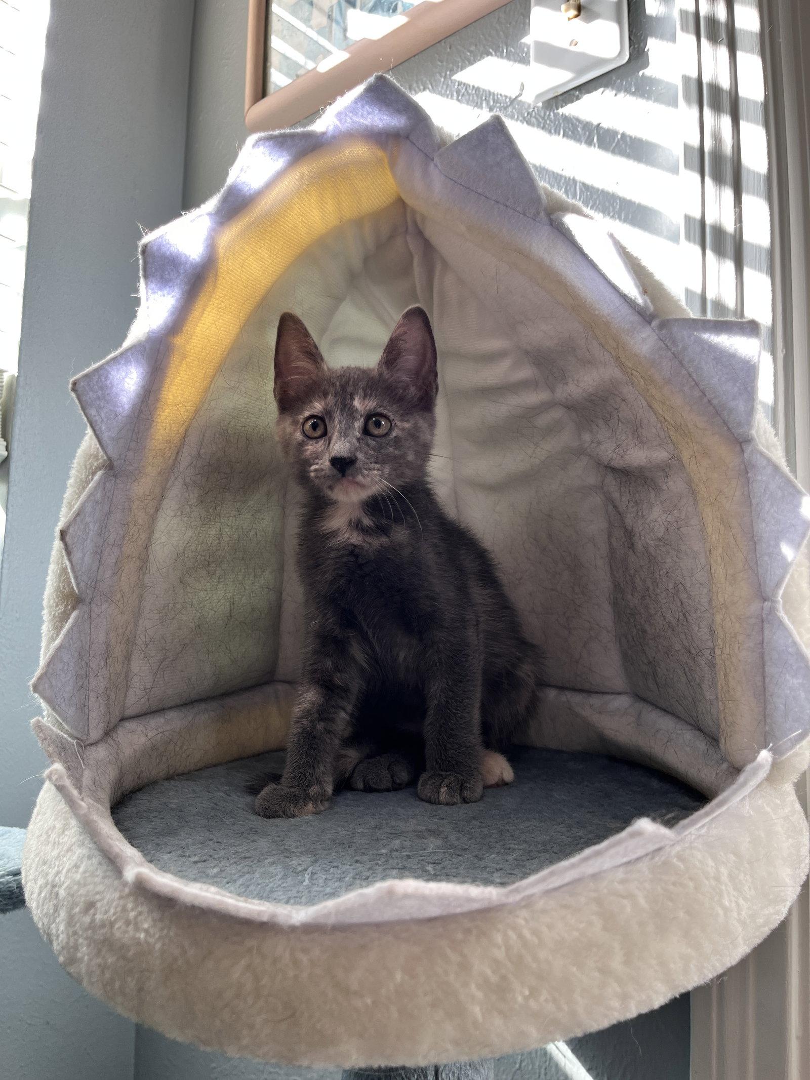 Enlarge Brooke, a Adoptable Dilute Tortoiseshell in Houston, TX image 3/3