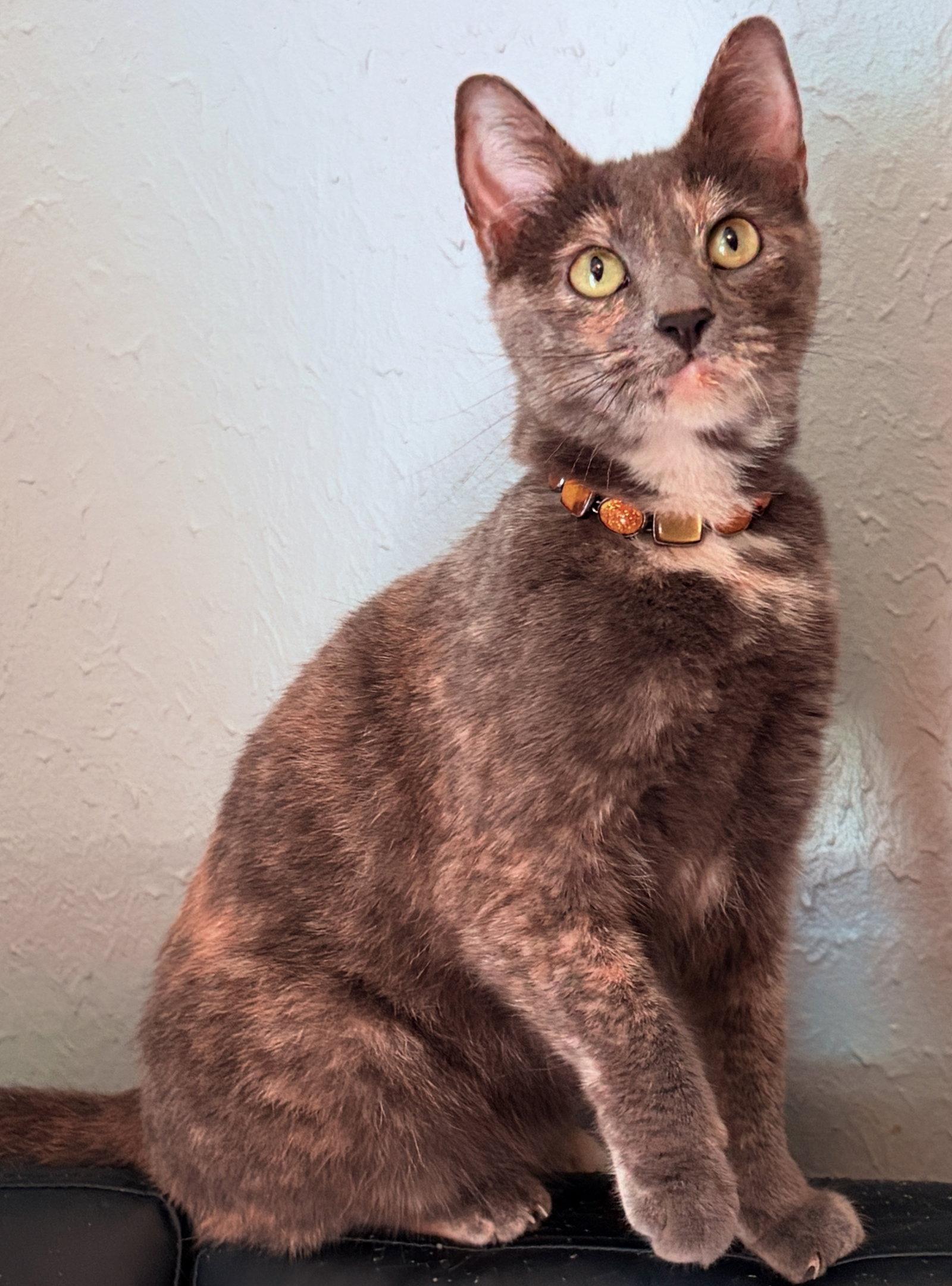 Enlarge Brooke, a Adoptable Dilute Tortoiseshell in Houston, TX image 3/3