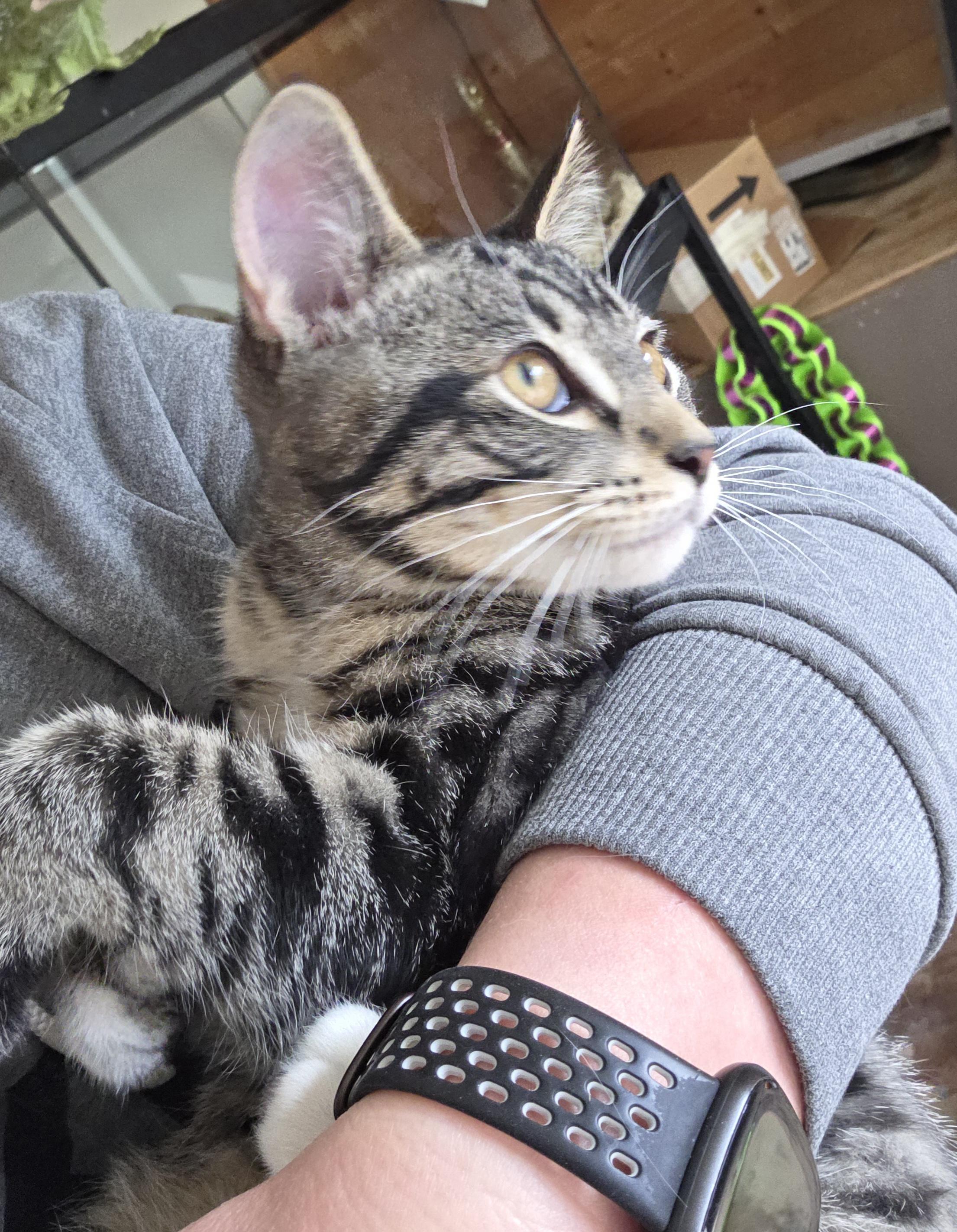 Scooby, ADOPTABLE, Young Male Domestic Short Hair.