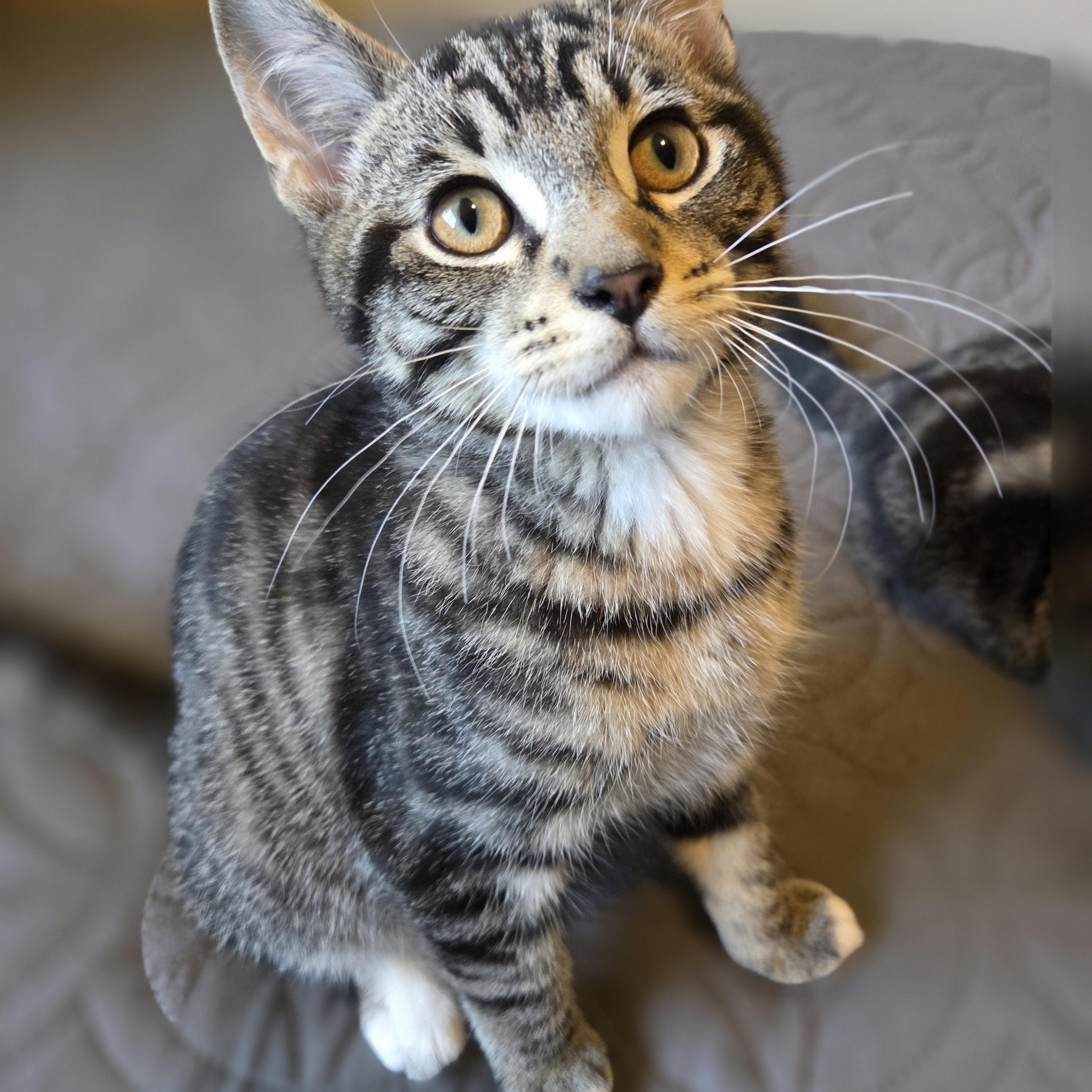 Scooby, ADOPTABLE, Young Male Domestic Short Hair.