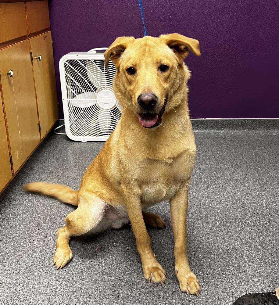 Enlarge Neil, a Adoptable mixed breed in Jamestown, CA image 2/5