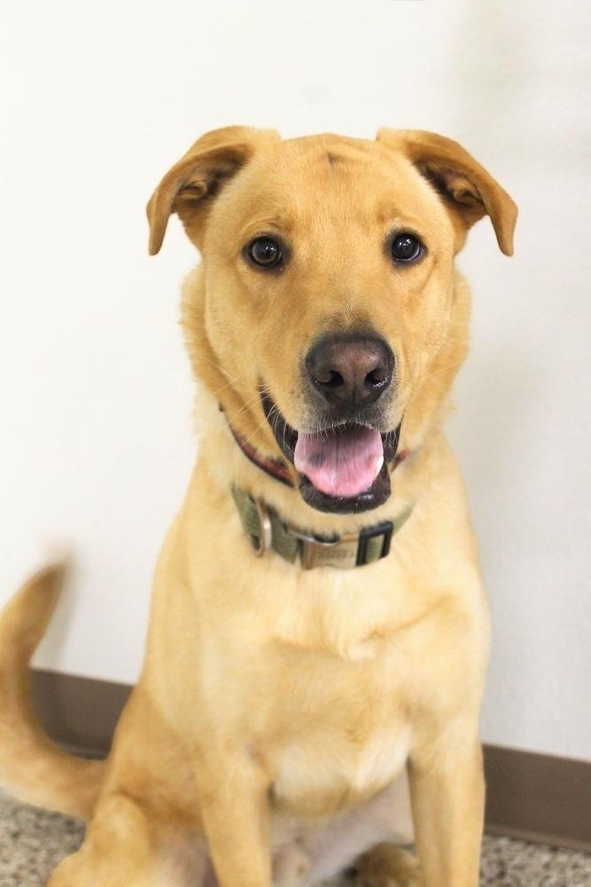 Enlarge Neil, a Adoptable mixed breed in Jamestown, CA image 1/5