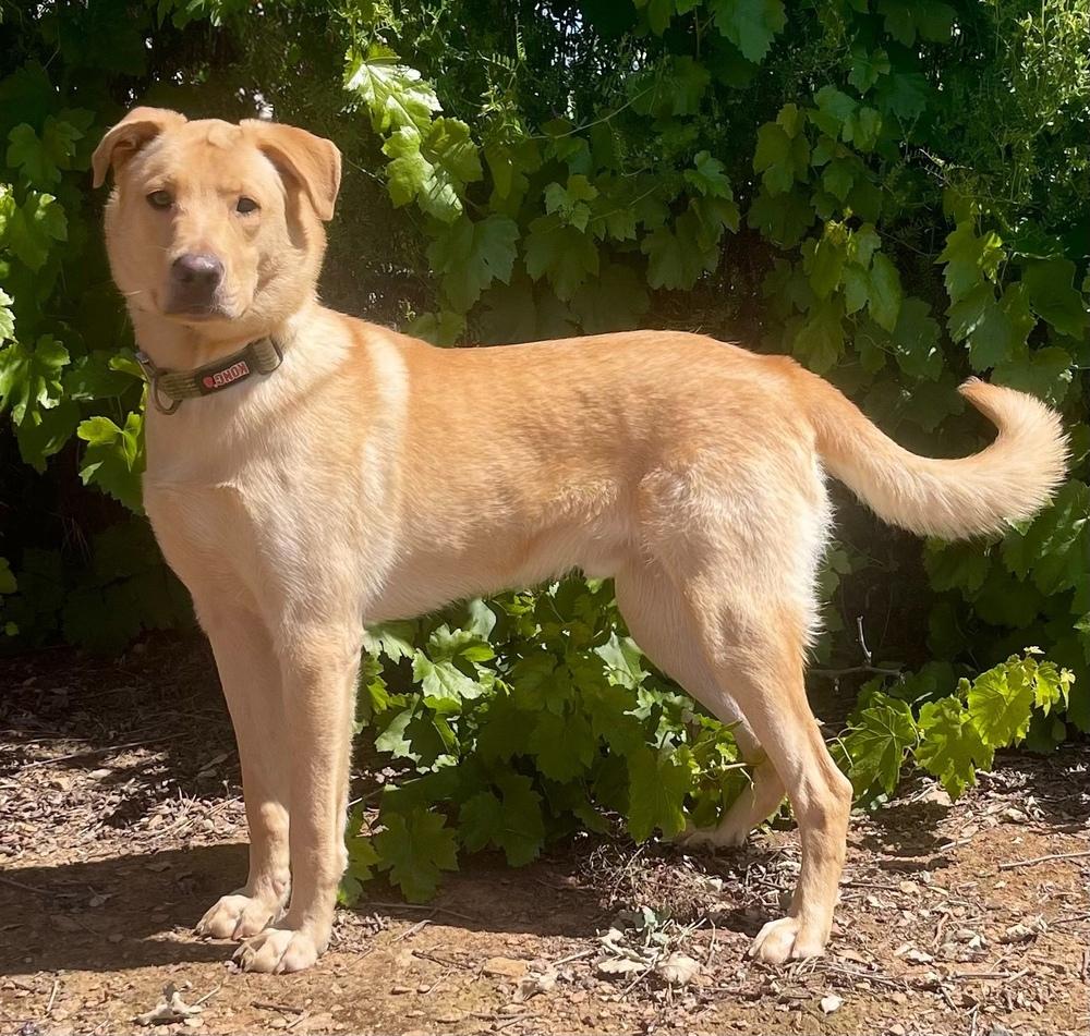 Enlarge Neil, a Adoptable mixed breed in Jamestown, CA image 3/5