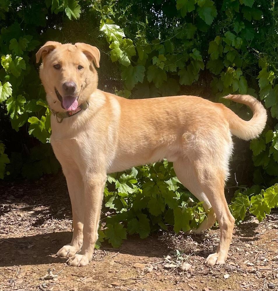 Enlarge Neil, a Adoptable mixed breed in Jamestown, CA image 1/5