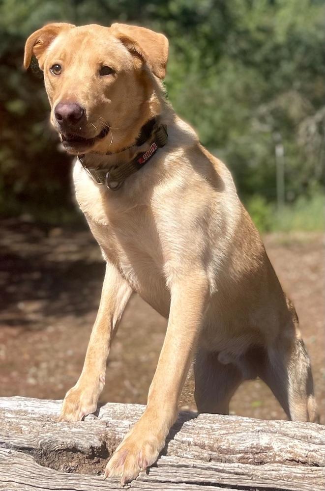Enlarge Neil, a Adoptable mixed breed in Jamestown, CA image 4/5