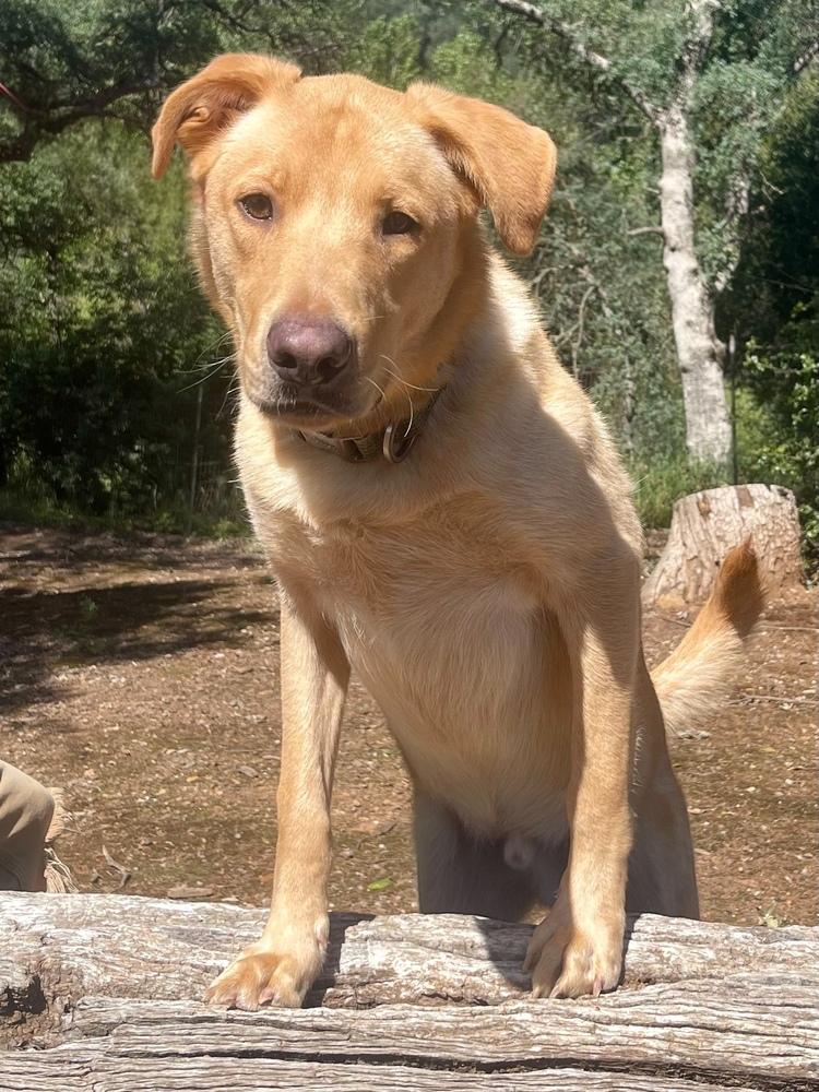 Enlarge Neil, a Adoptable mixed breed in Jamestown, CA image 5/5