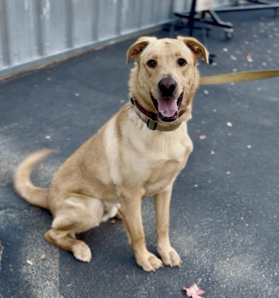 Enlarge Neil, a Adoptable mixed breed in Jamestown, CA image 3/5