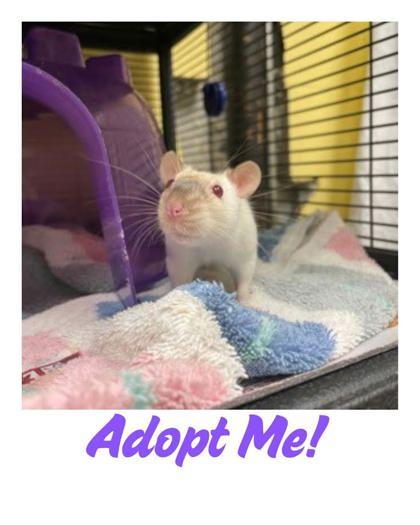 Beauty, a Adoptable Rat in Lowell, MA image 1/2