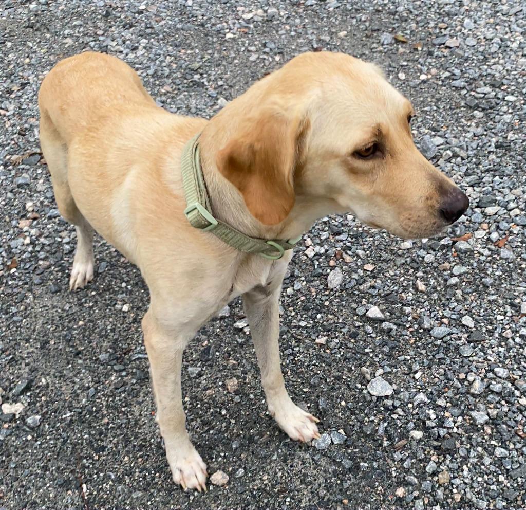 Emily, Adoptable, Adult Female Labrador Retriever.