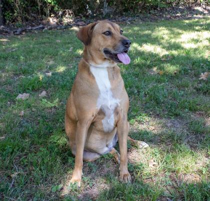 Layla, Adoptable, Young Female Hound & Mixed Breed.