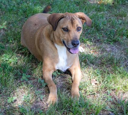 Layla, Adoptable, Young Female Hound & Mixed Breed.