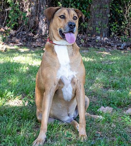 Layla, Adoptable, Young Female Hound & Mixed Breed.