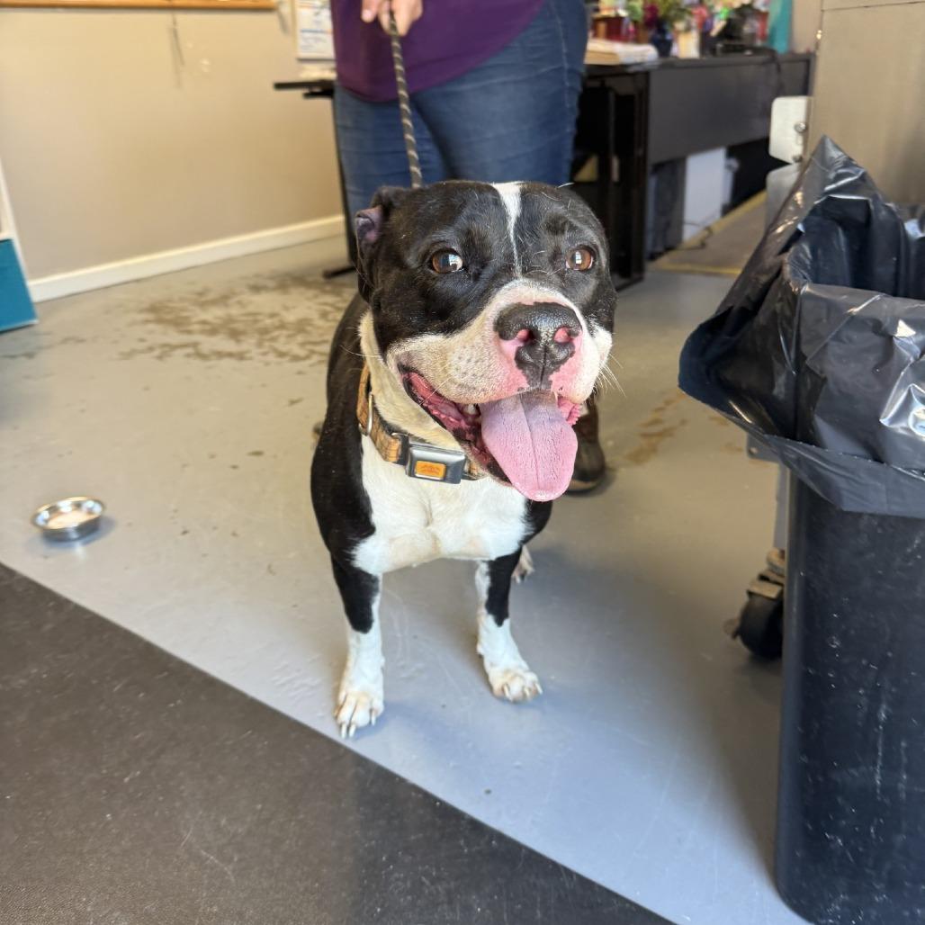 Enlarge Florence, a Adoptable mixed breed in Berea, KY image 2/2