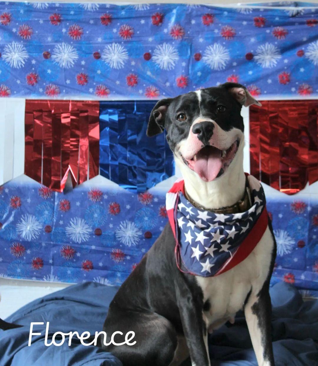 Florence, Adoptable, Adult Female Pit Bull Terrier.