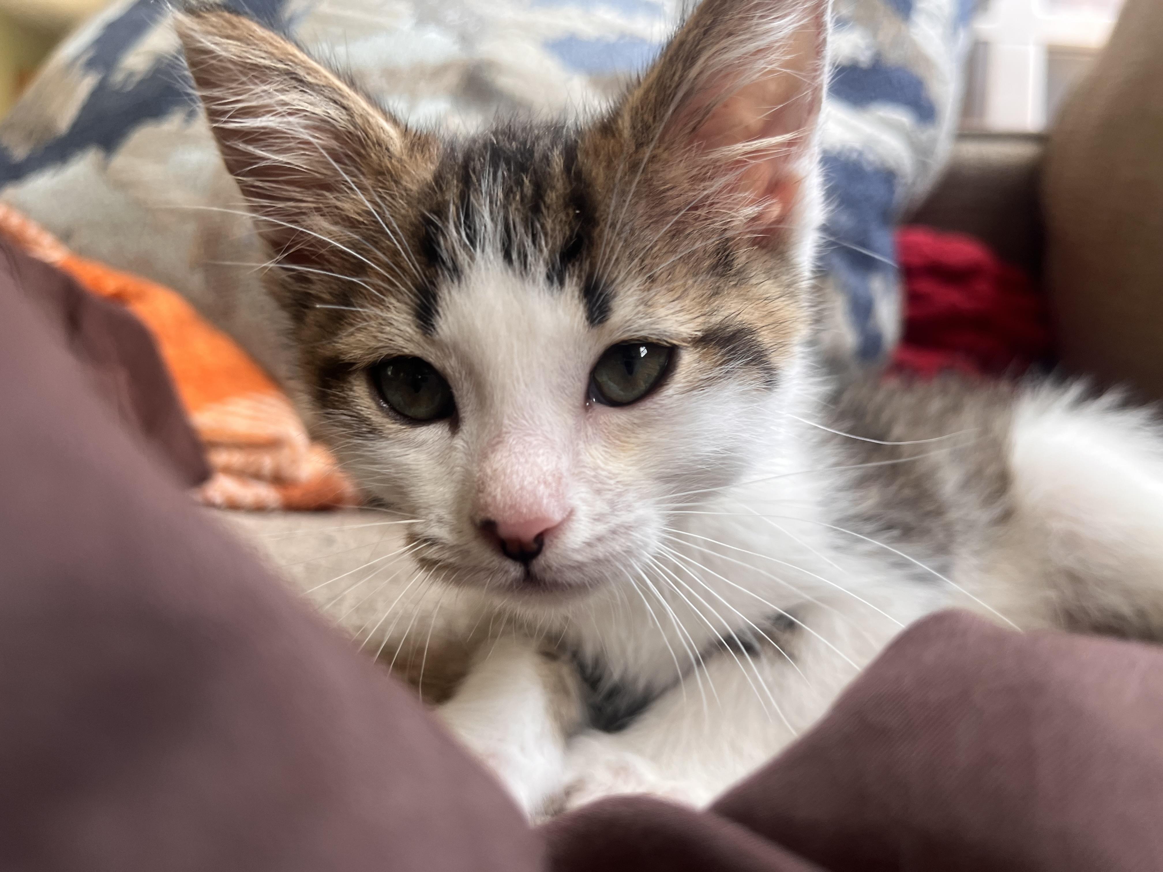 Enlarge JINX, a ADOPTABLE Domestic Short Hair in Richland, MI image 1/1