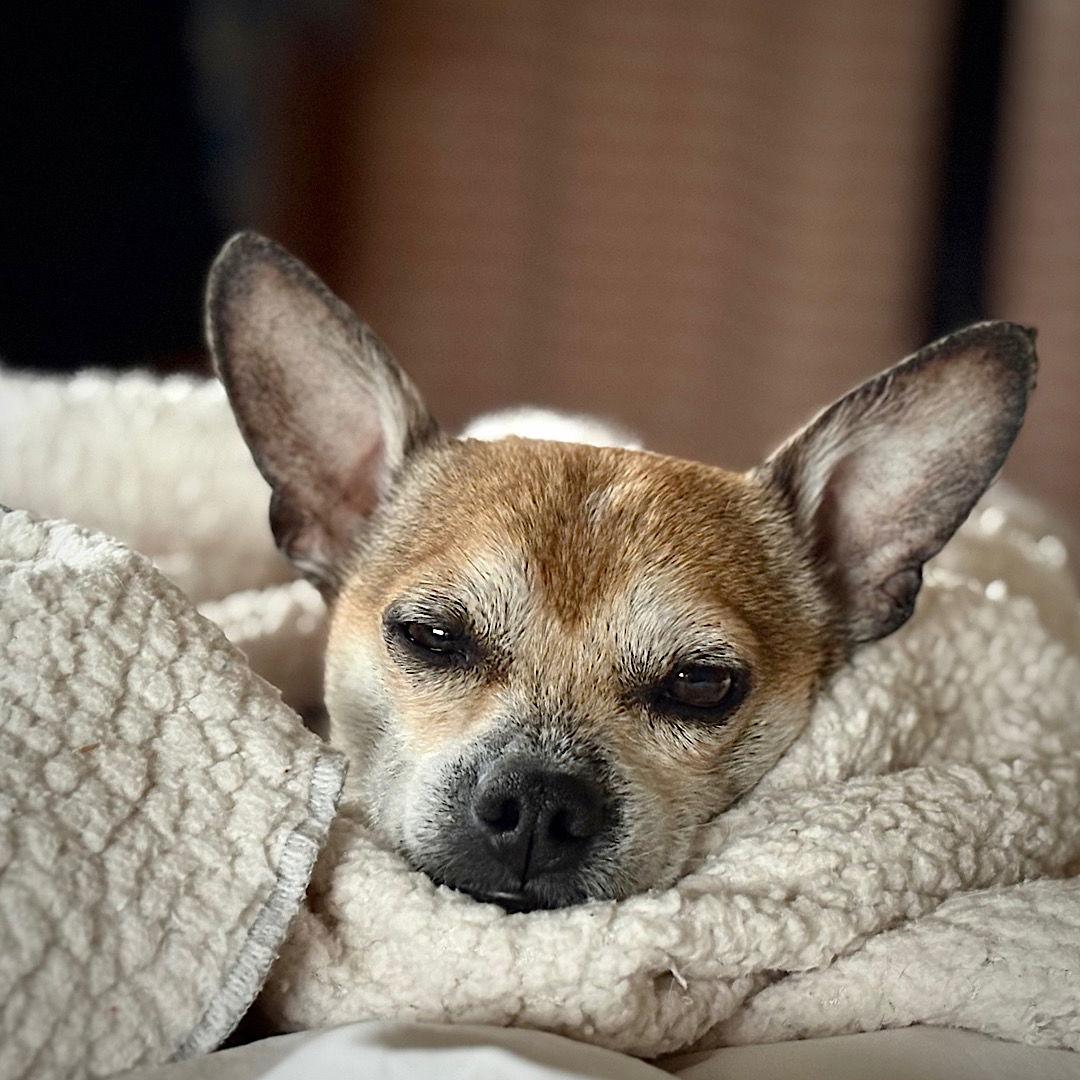 Simba (VA), Adoptable, Adult Male Rat Terrier.