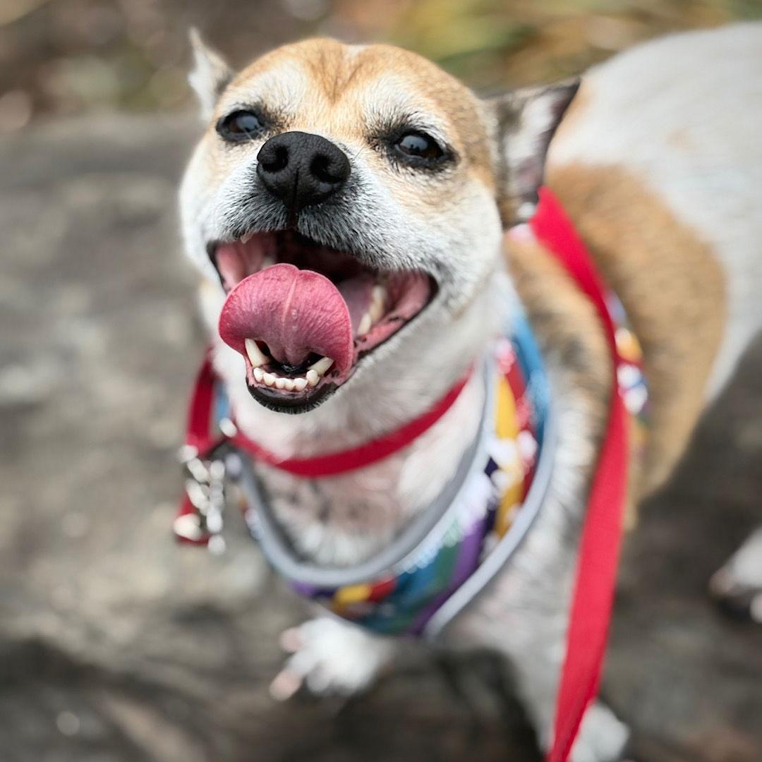 Simba (VA), Adoptable, Adult Male Rat Terrier.