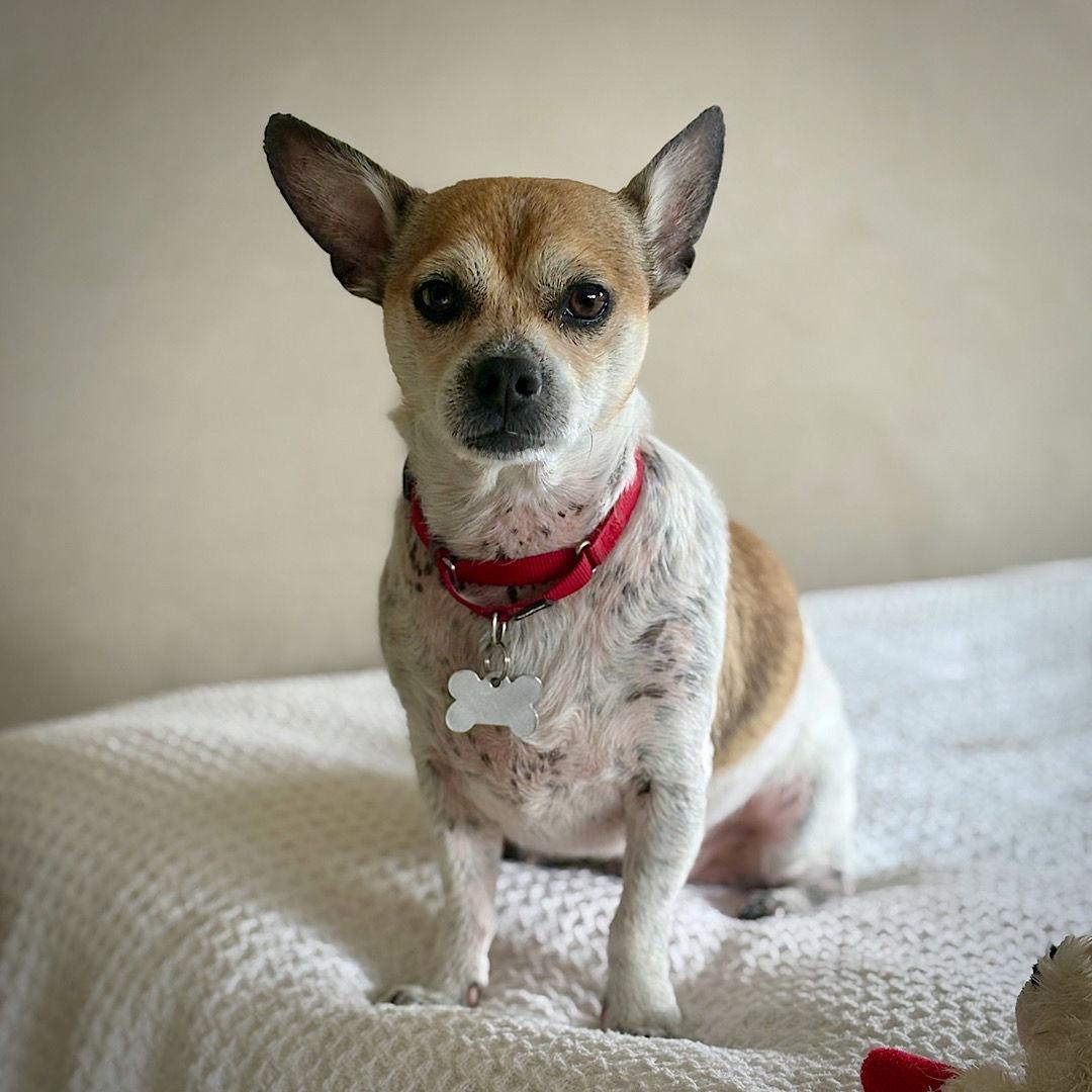 Simba (VA), Adoptable, Adult Male Rat Terrier.