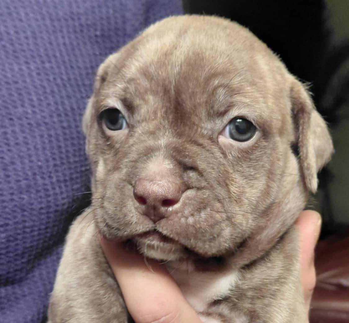 Olina, ADOPTABLE, Puppy Female American Bulldog & Pit Bull Terrier.