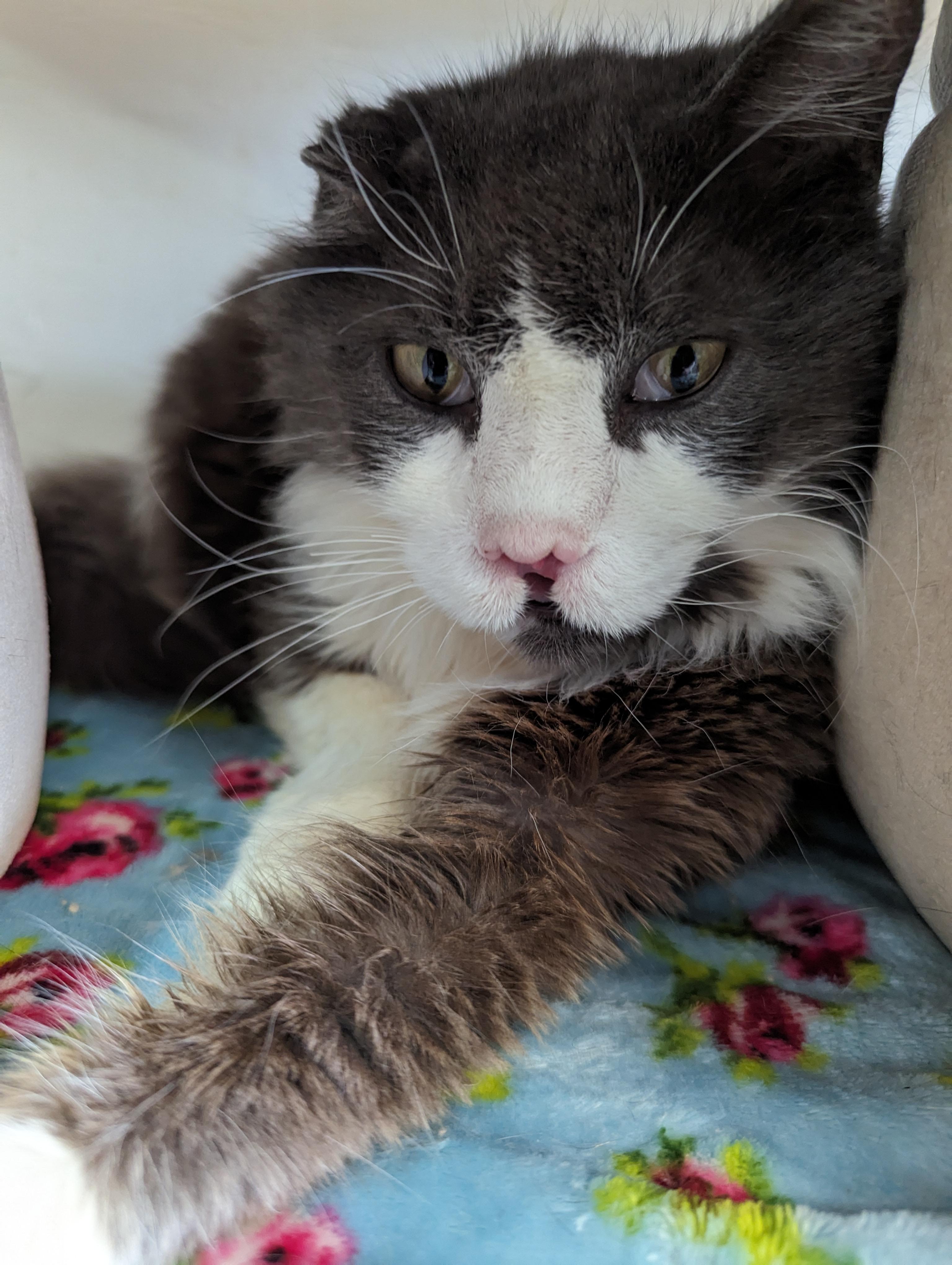 Enlarge Ernie, an adopted Domestic Medium Hair in New Windsor, NY image 1/1