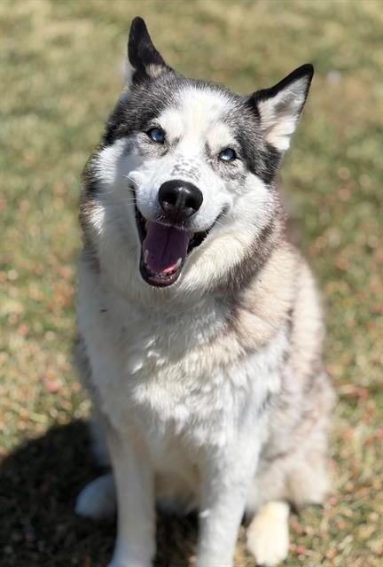 Enlarge BONNIE, a Adoptable Siberian Husky in Fairfield, CA image 1/1
