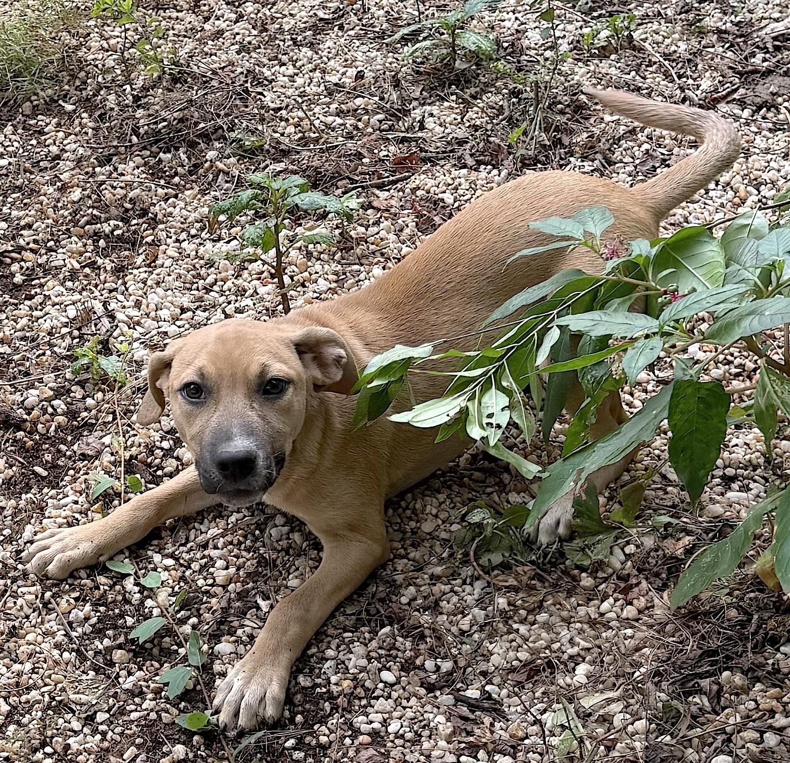 Enlarge Charlie, a Adoptable mixed breed in Bedford, VA image 2/3