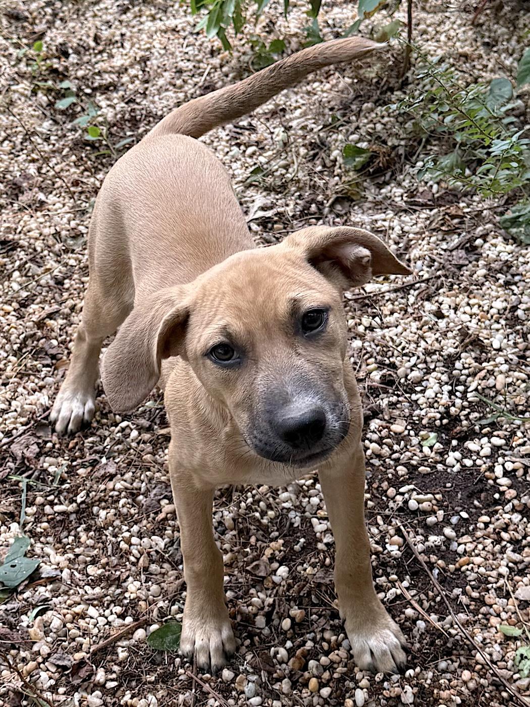 Enlarge Charlie, a Adoptable mixed breed in Bedford, VA image 3/3