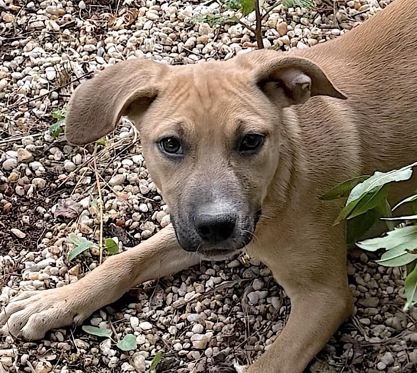 Charlie, Adoptable, Puppy Female Black Mouth Cur & Hound.