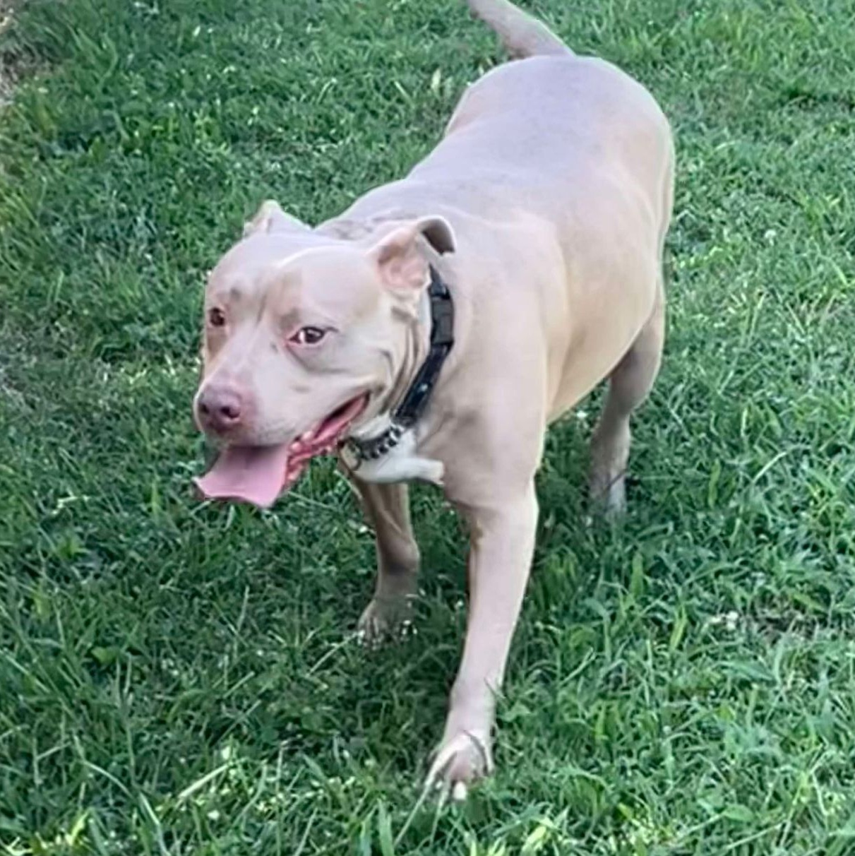 Enlarge Buddy, a Adoptable Pit Bull Terrier in Granite City, IL image 8/8