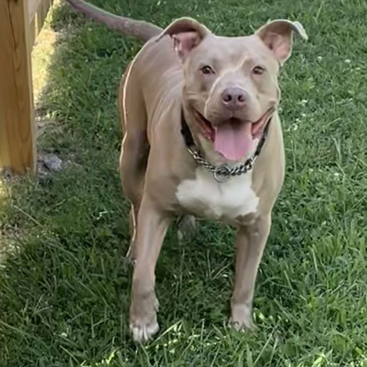 Enlarge Buddy, a Adoptable Pit Bull Terrier in Granite City, IL image 1/8