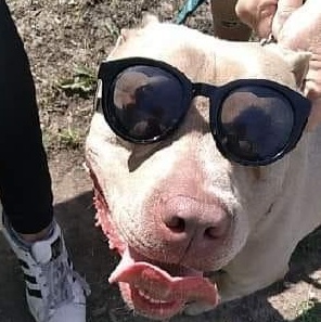 Enlarge Buddy, a Adoptable Pit Bull Terrier in Granite City, IL image 6/8