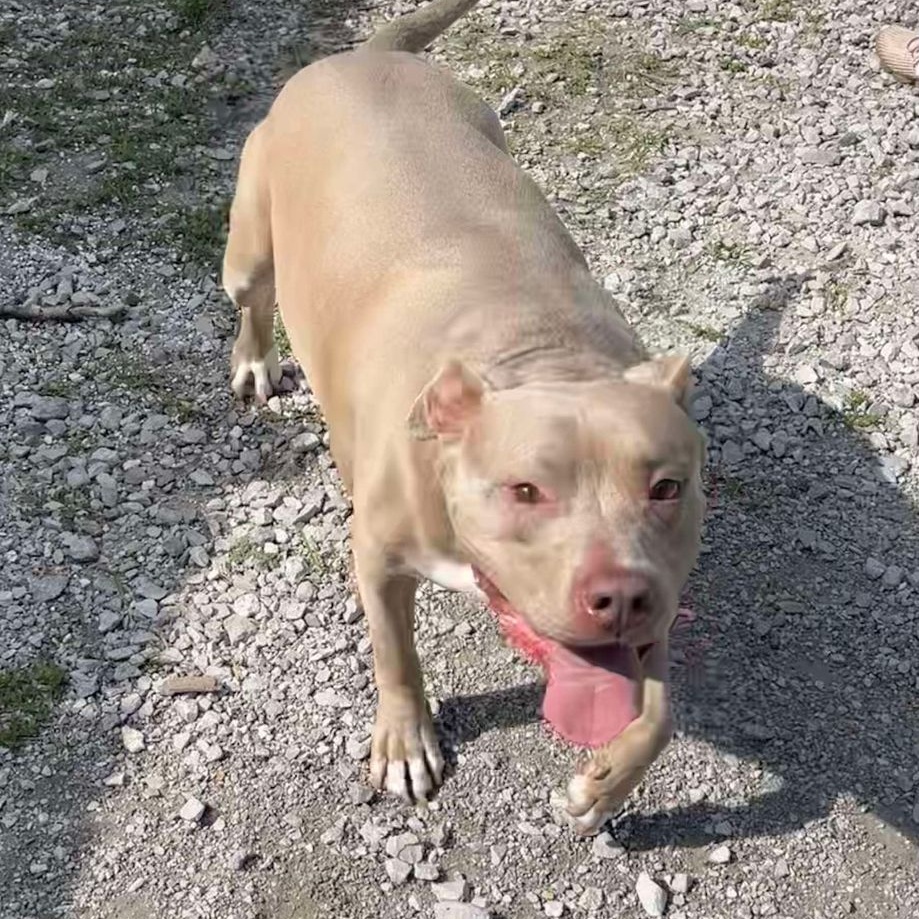 Enlarge Buddy, a Adoptable Pit Bull Terrier in Granite City, IL image 7/8