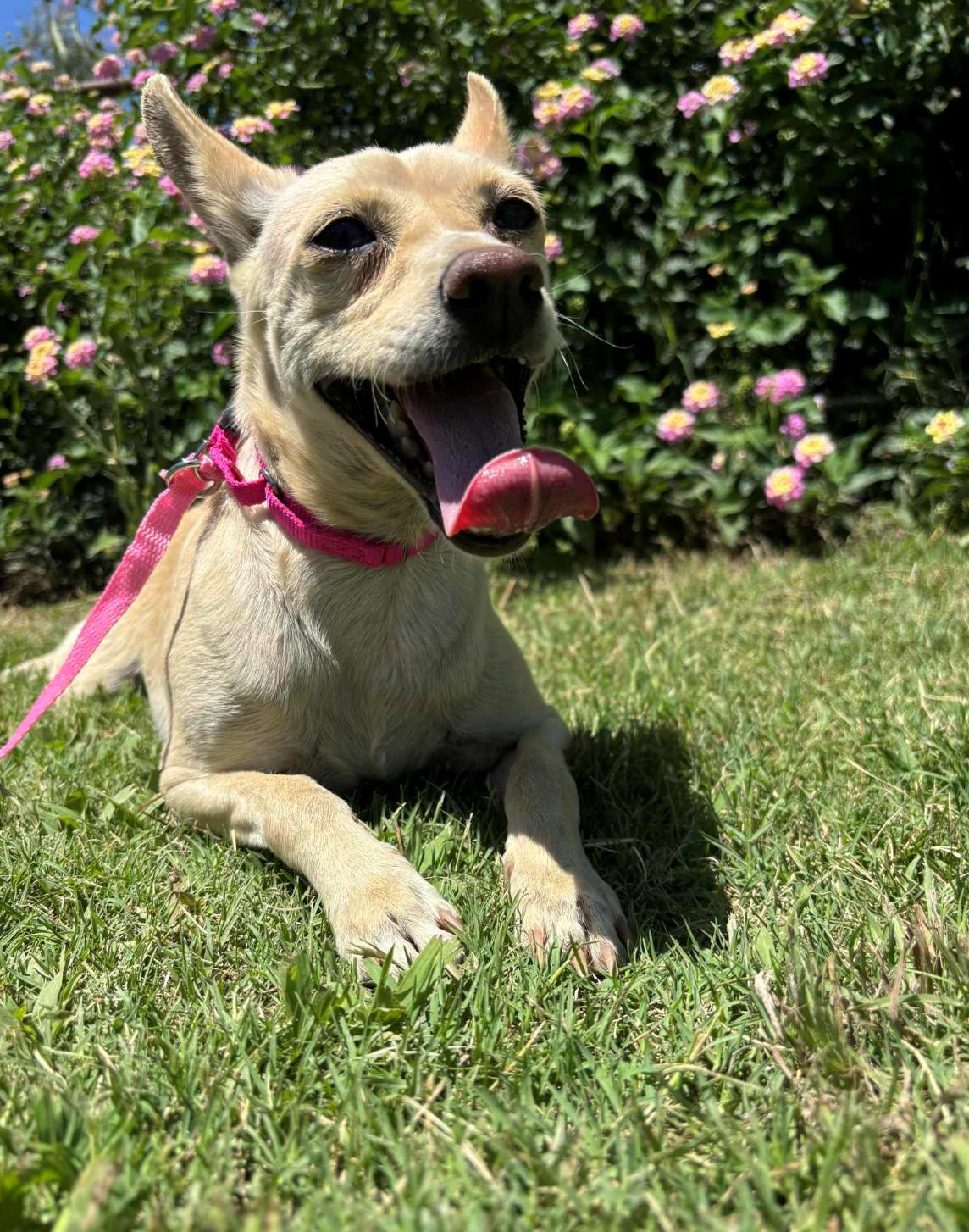 Crackle, Adoptable, Adult Female Chihuahua.
