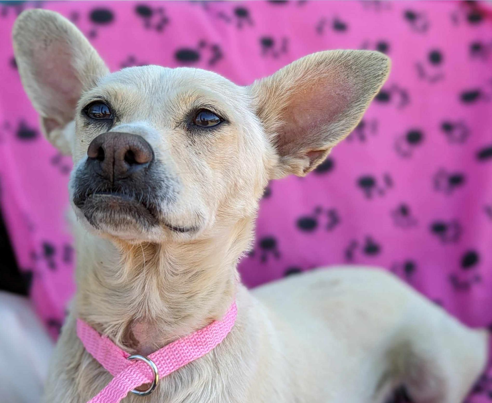 Crackle, a Adoptable Chihuahua in San Jose, CA image 2/3