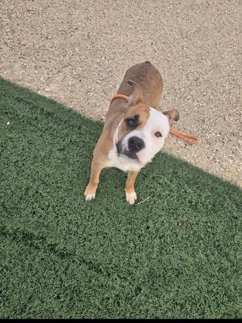 Enlarge JADA, a Adoptable Pit Bull Terrier in Casper, WY image 1/1