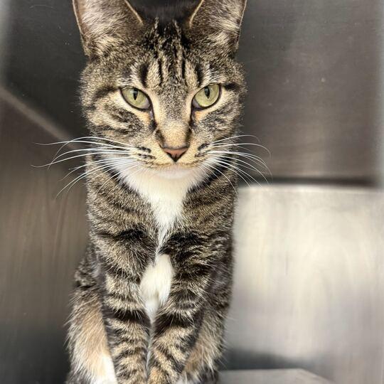 Tabby, a Adoptable mixed breed in Chicago, IL image 1/3