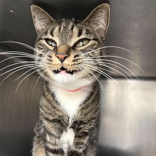 Tabby, a Adoptable mixed breed in Chicago, IL image 2/3