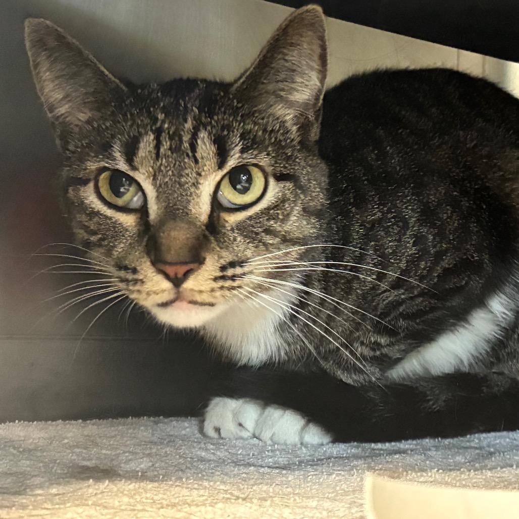 Tabby, a Adoptable mixed breed in Chicago, IL image 3/3