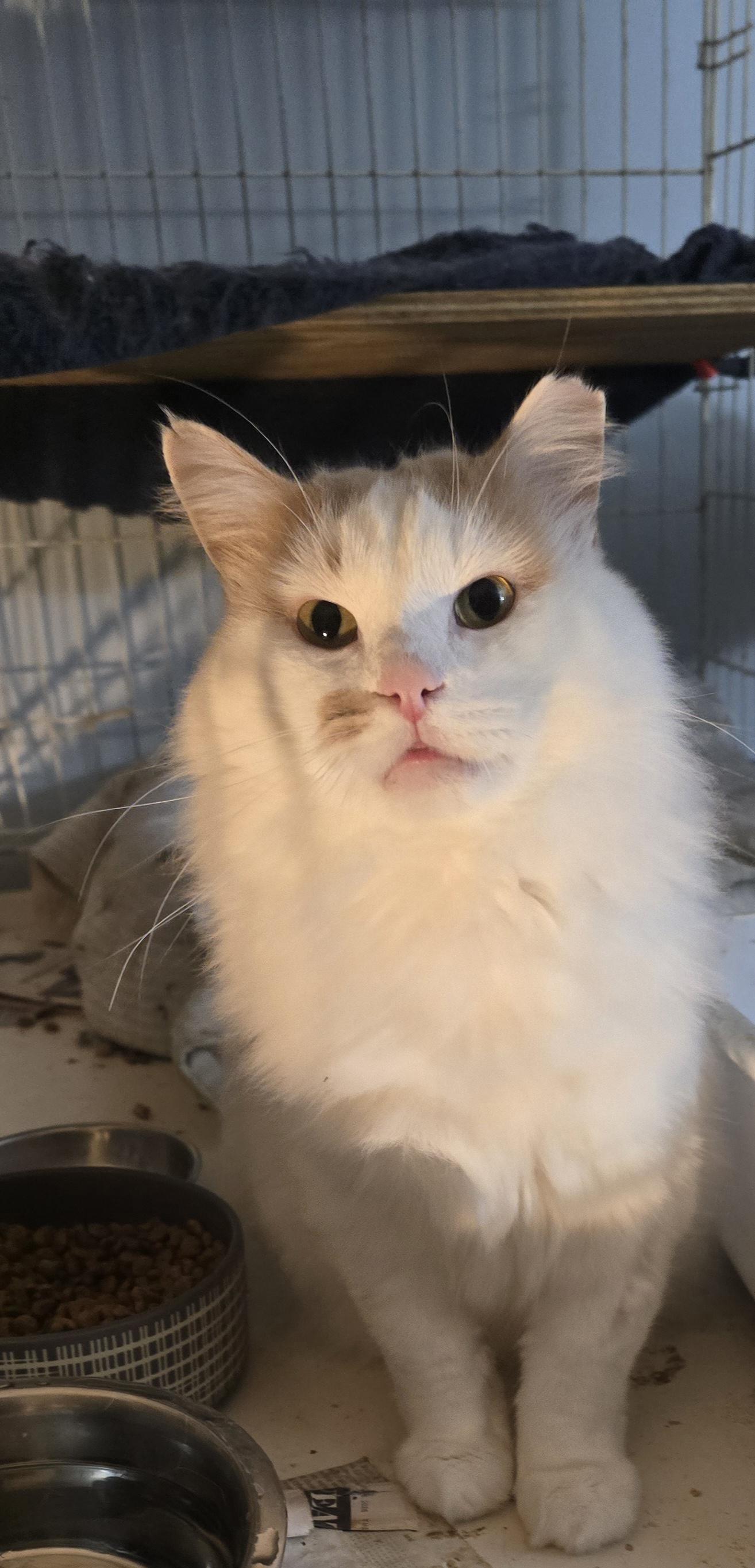 Enlarge Butterscotch, a Adoptable Domestic Medium Hair in Eastlake, OH image 3/4