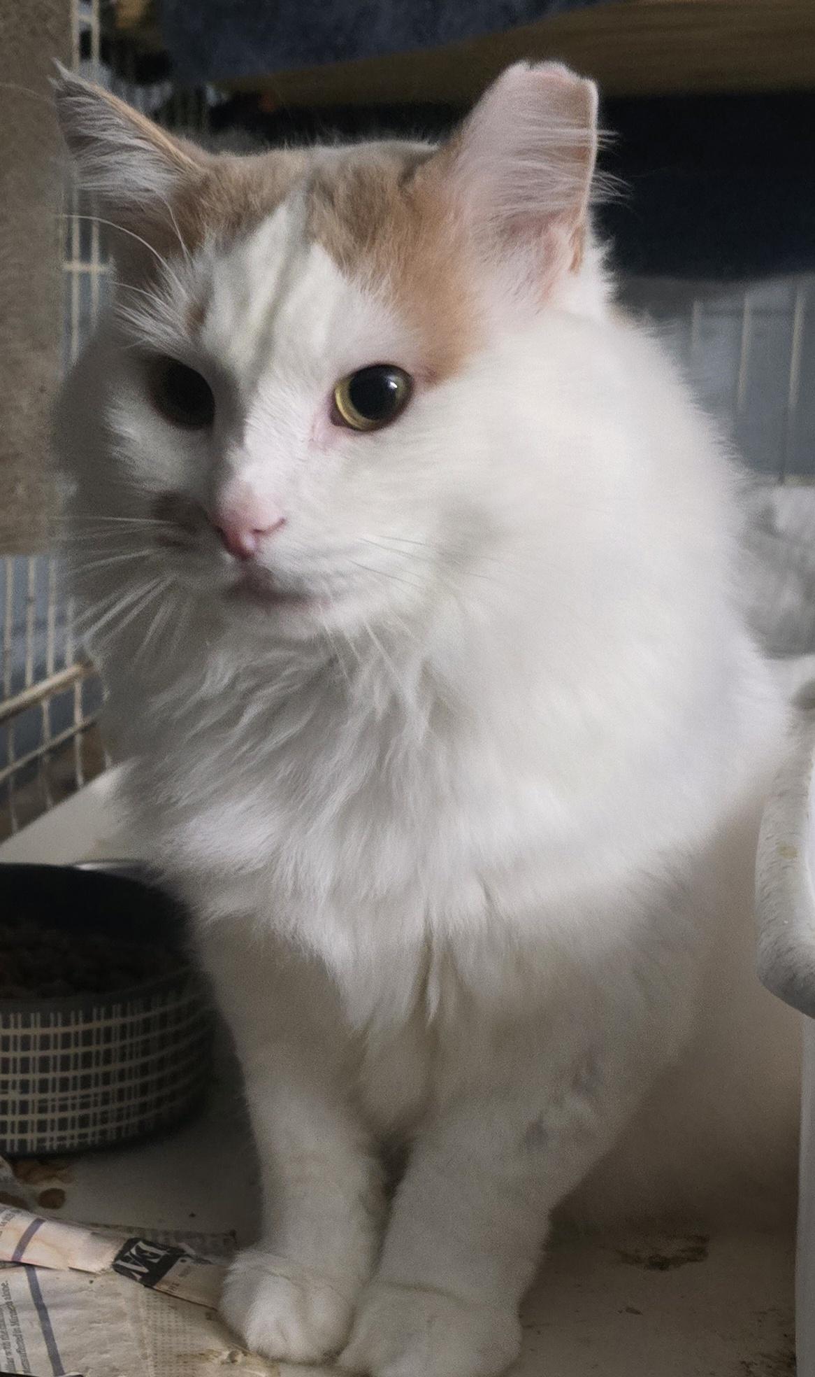 Enlarge Butterscotch, a Adoptable Domestic Medium Hair in Eastlake, OH image 1/4