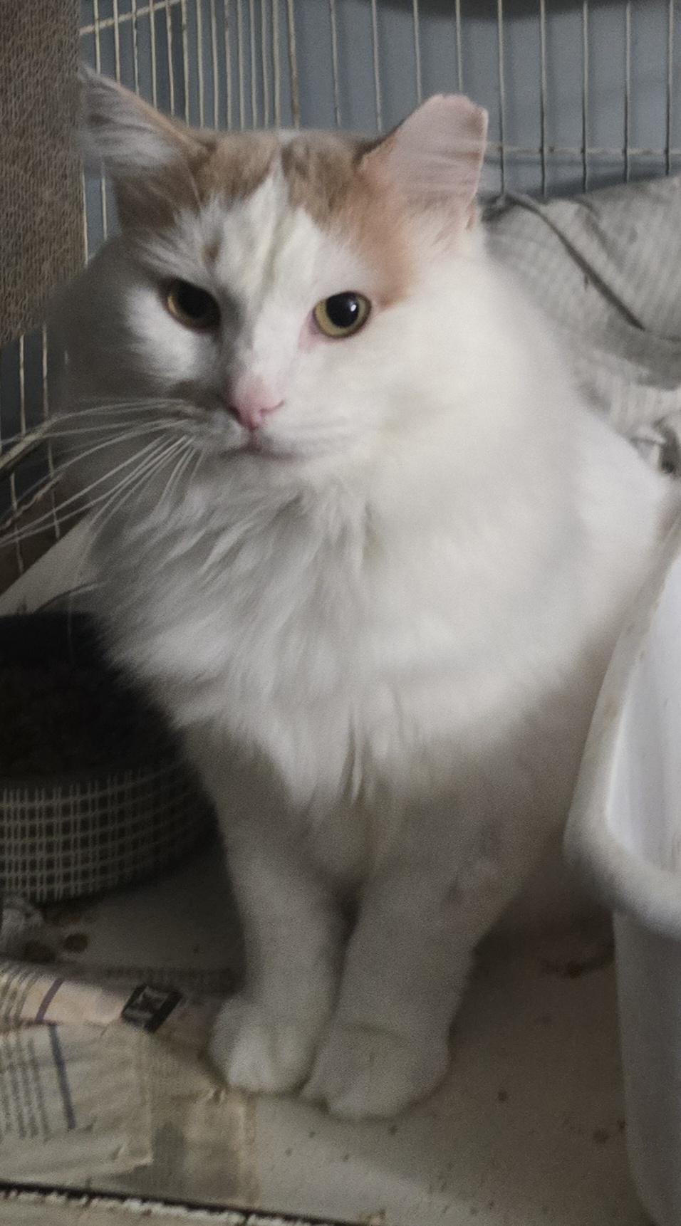 Enlarge Butterscotch, a Adoptable Domestic Medium Hair in Eastlake, OH image 4/4