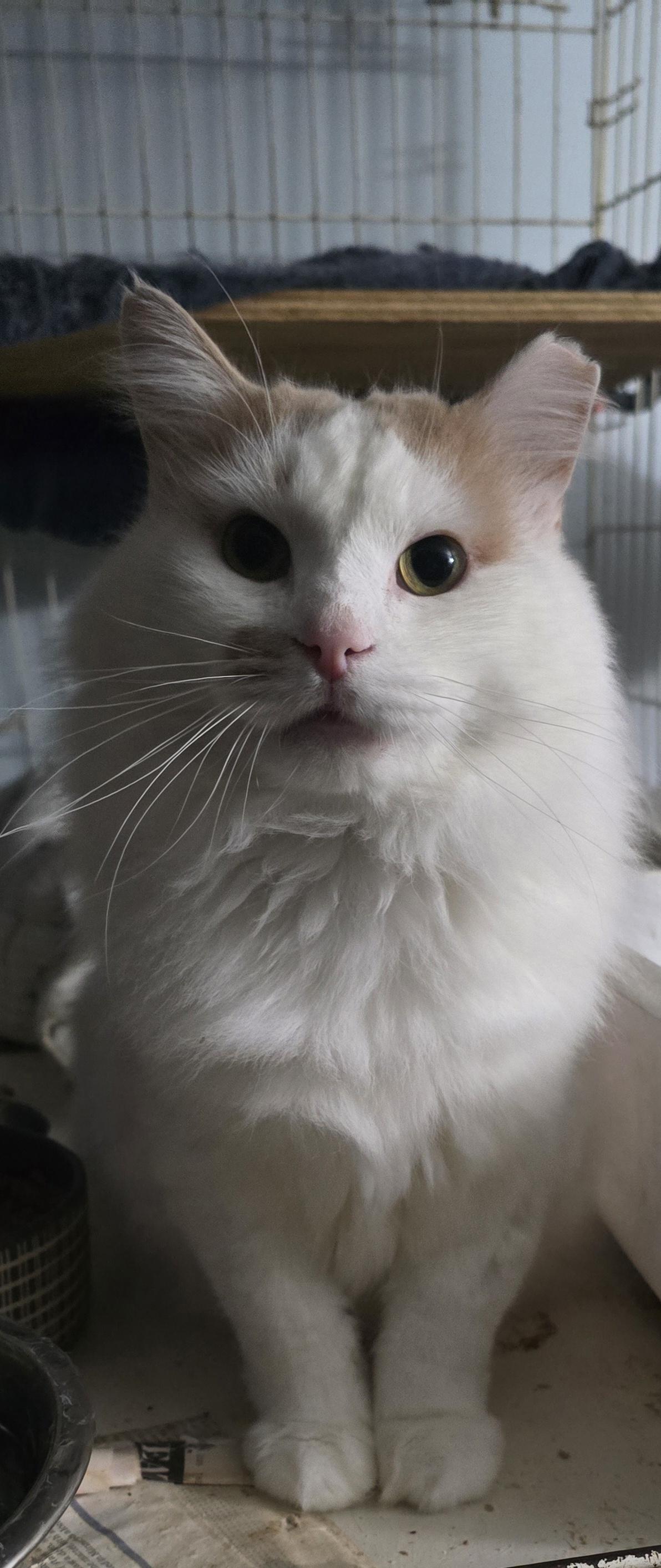 Enlarge Butterscotch, a Adoptable Domestic Medium Hair in Eastlake, OH image 2/4