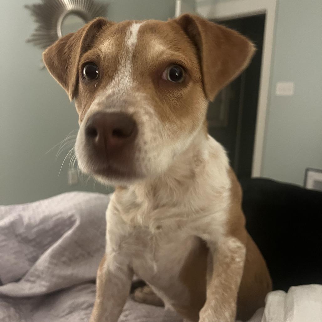 Clover, Adoptable, Puppy Female Hound.