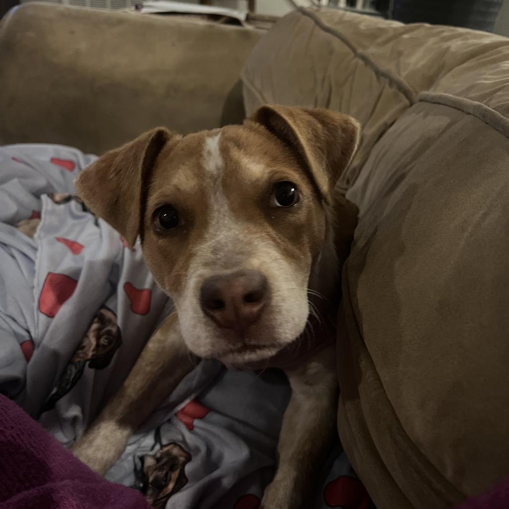 Enlarge Clover, a Adoptable Hound in Wake Forest, NC image 2/6