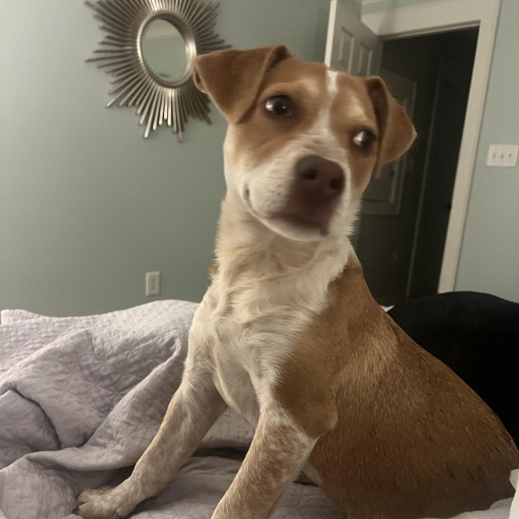 Enlarge Clover, a Adoptable Hound in Wake Forest, NC image 3/6