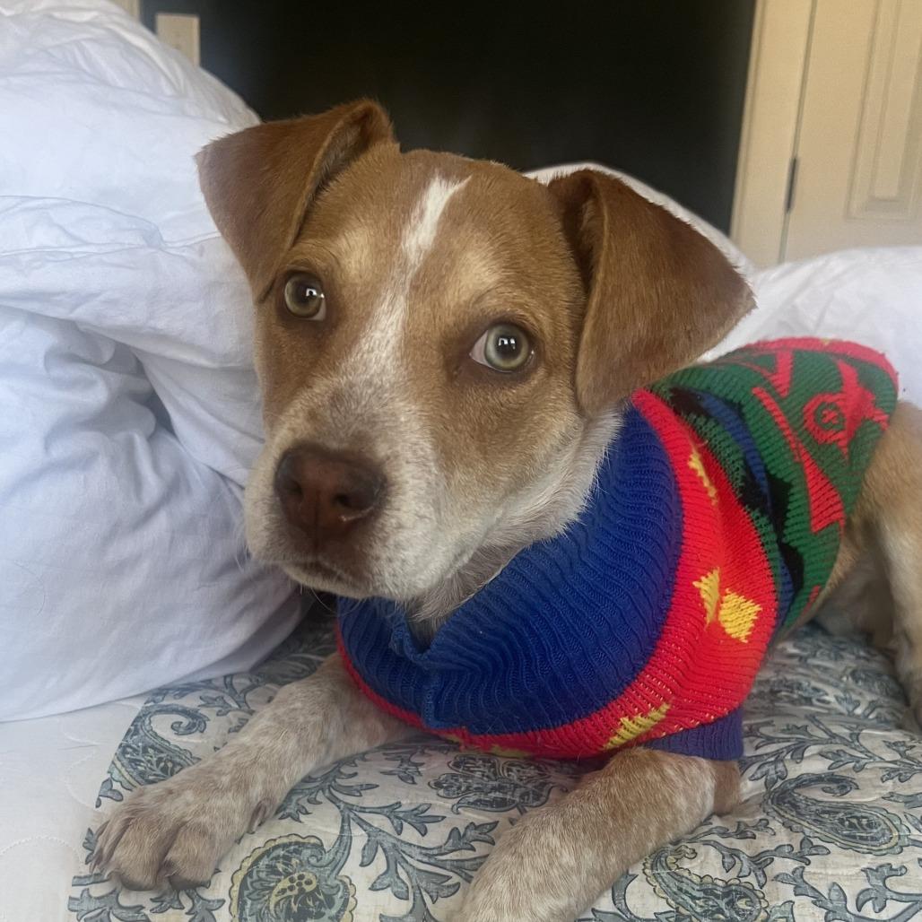 Enlarge Clover, a Adoptable Hound in Wake Forest, NC image 4/6