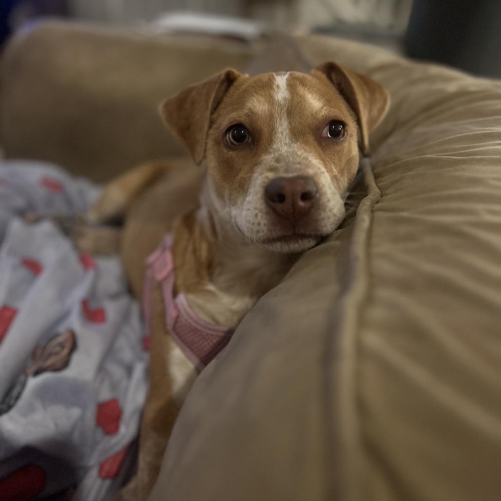 Enlarge Clover, a Adoptable Hound in Wake Forest, NC image 5/6