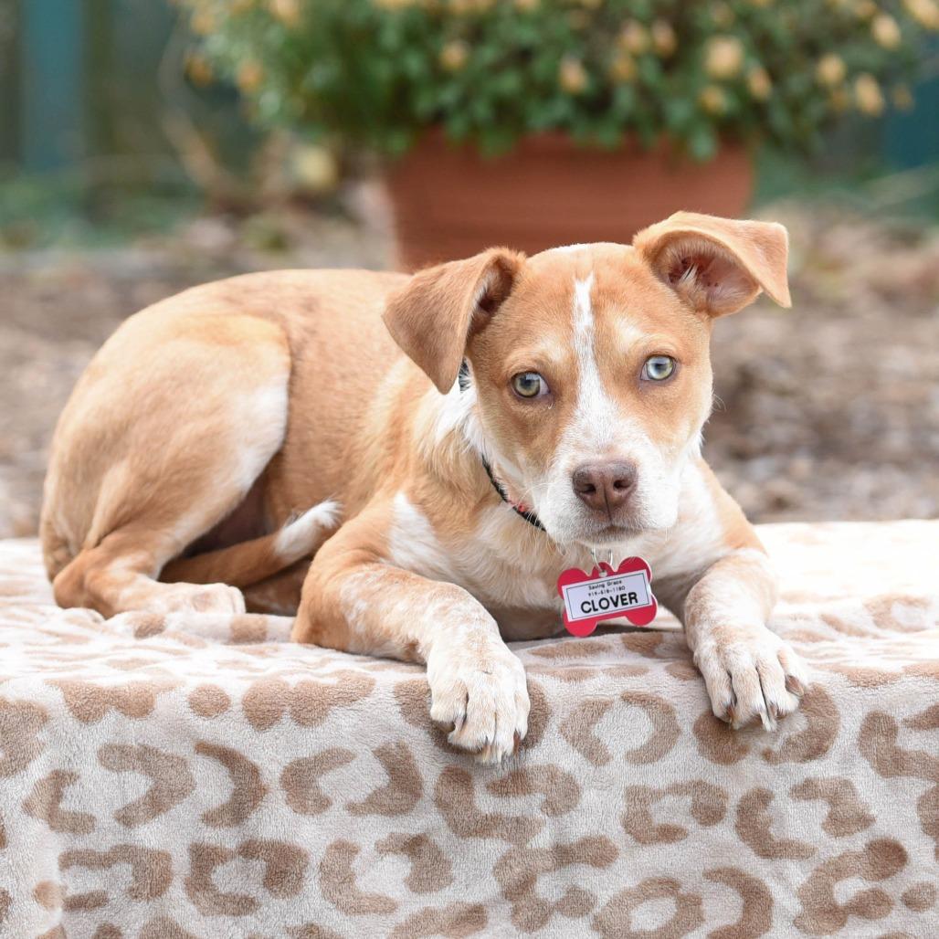 Enlarge Clover, a Adoptable Hound in Wake Forest, NC image 6/6