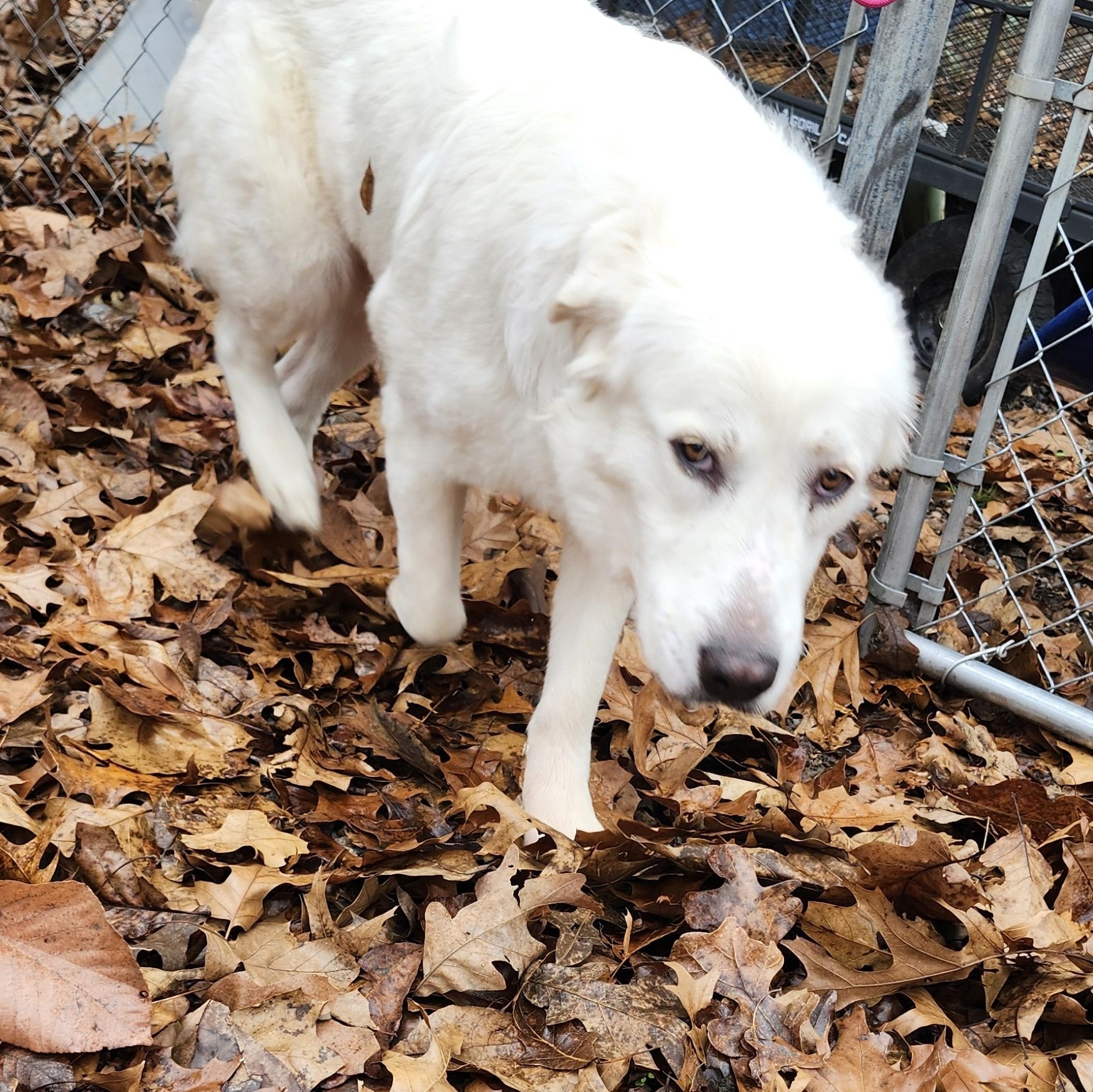 Enlarge Fancy, a Adoptable mixed breed in Tahlequah, OK image 2/2